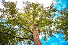 Lawn Watering Services in Volo, IL