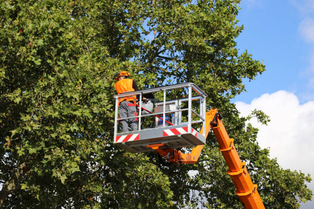 Leaf Removal in Volo, IL