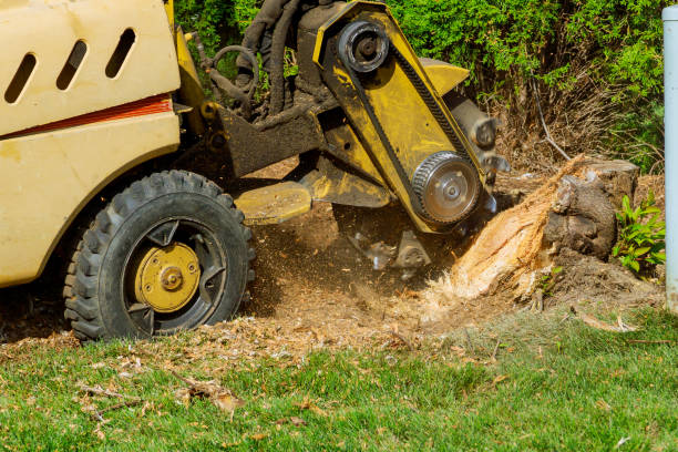 Best Tree Disease Treatment  in Volo, IL