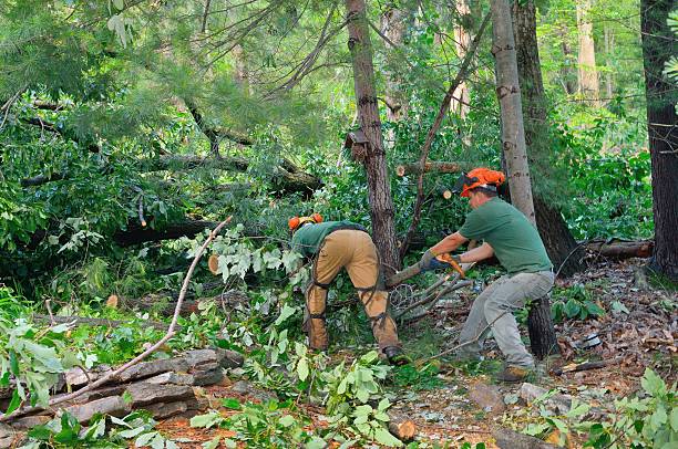 How Our Tree Care Process Works  in  Volo, IL