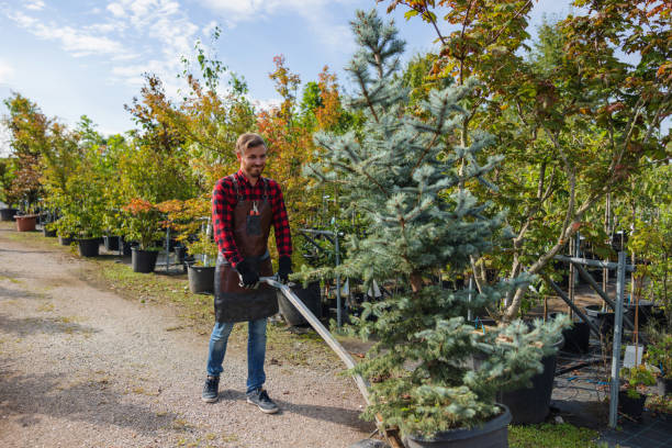 Volo, IL Tree Services Company