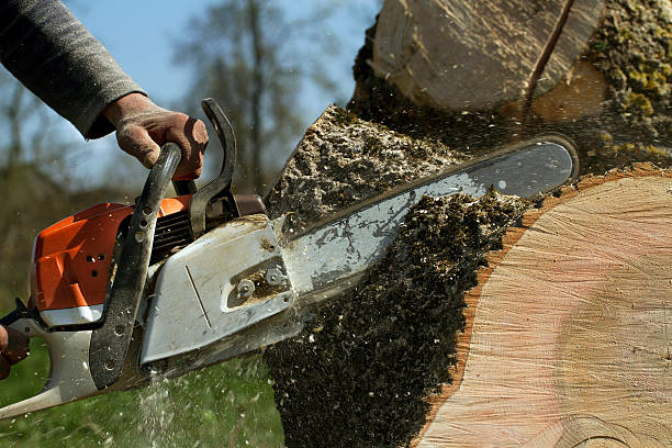 Best Tree and Shrub Care  in Volo, IL